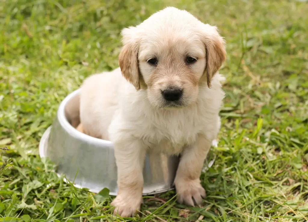 Golden Retriever kutsikas. Kutsikakool Tallinnas. Sirle Kutsikakool